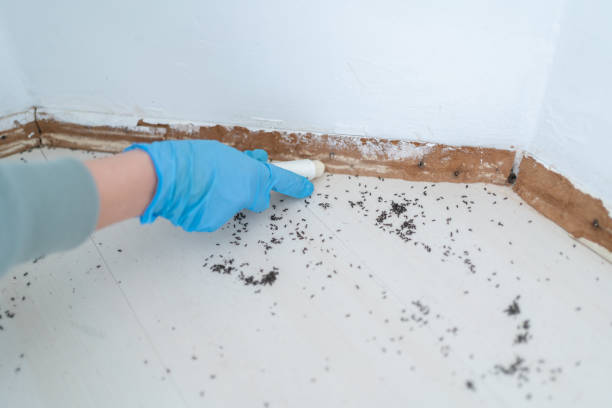 Professional Pest Control in Sault Ste Marie, MI